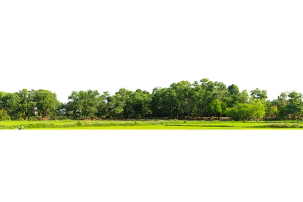 Vista Uma Árvore Alta Definição Isolada Sobre Fundo Branco — Fotografia de Stock