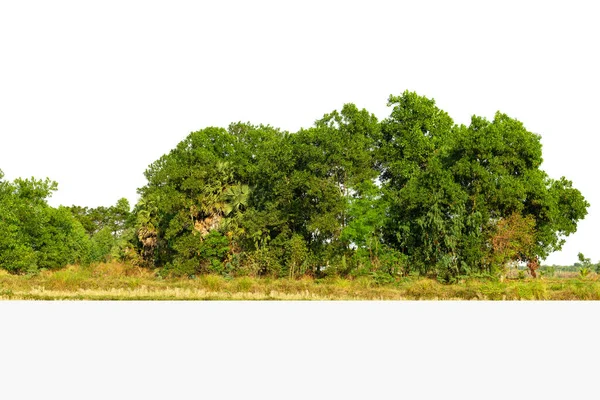 Grupa Drzew Odizolowanych Białych Tropikalnych Drzewach Odizolowanych Wykorzystywanych Projektowania Reklamy — Zdjęcie stockowe