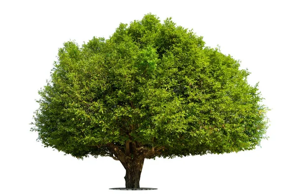 Träd Isolerade Vit Bakgrund Tropiska Träd Isolerade Används För Design — Stockfoto