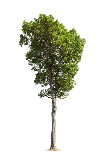 Árbol Verde Aislado Sobre Fondo Blanco Árboles Aislados Sobre Fondo — Foto de Stock