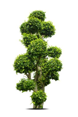 Tako ağacı beyaz arkaplanı izole ediyor. Beyaz arkaplanda mimarlık tasarımı için Bonsai Ebony element ağacı.