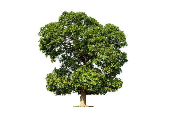 Árvore Verde Isolada Sobre Fundo Branco Árvores Isoladas Sobre Fundo — Fotografia de Stock