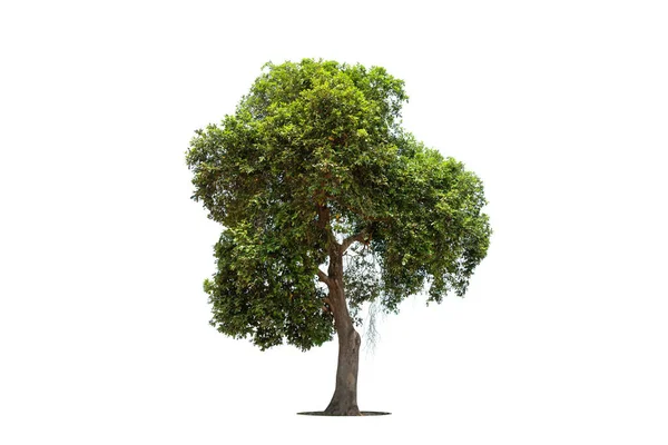 Tree Isolate White Background Clipping Path — Stockfoto