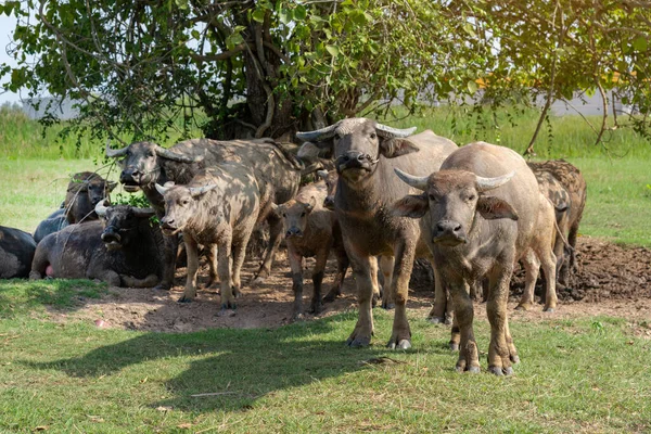 Herd Buffaloes Standing Resting Shade Trees — Stock Photo, Image