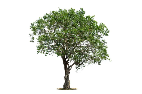 Geïsoleerde Groene Boom Witte Achtergrond Bomen Geïsoleerd Witte Achtergrond Tropische — Stockfoto