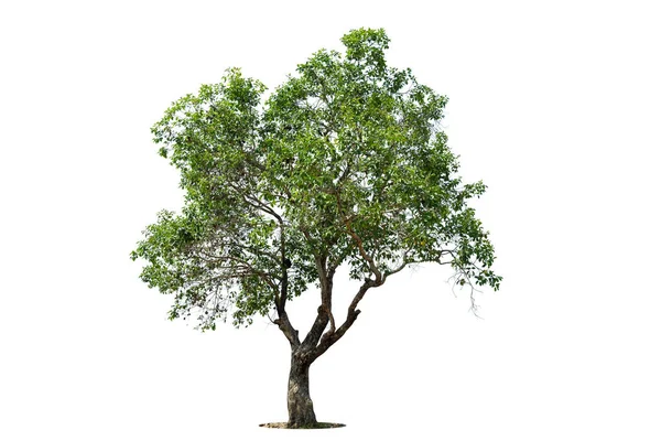 Baum Isolieren Auf Weißem Hintergrund Mit Clipping Pfad — Stockfoto