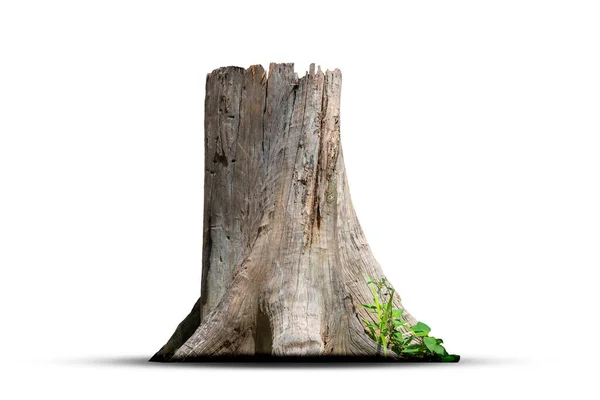 Bild Der Basis Eines Alten Trockenen Baumes Auf Weißem Hintergrund — Stockfoto