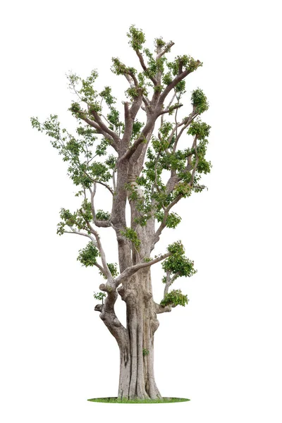 Der Baum Wächst Allein Auf Weißem Grund Blätter Fallen Und — Stockfoto