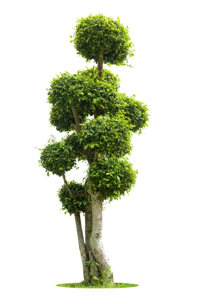 Albero Tako Piegatura Isolare Sfondo Bianco Albero Bonsai Ebano Elemento — Foto Stock