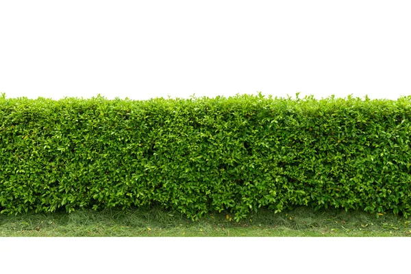 Зеленый Забор Стены Дерева Бетонным Полом Изолированы Белом Фоне Парка — стоковое фото
