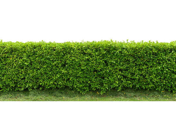 Green tree wall fence with concrete floor isolated on white background for park or garden decorative.