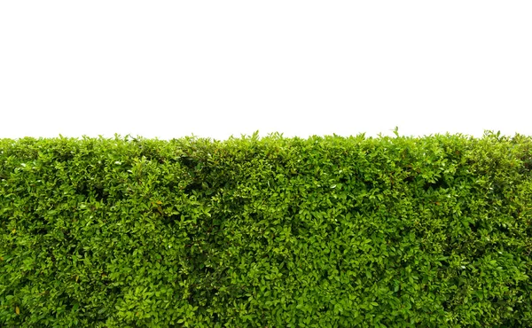 Park ya da bahçe dekoratifi için beyaz zemin üzerinde beton zemin olan yeşil ağaç duvar çiti.