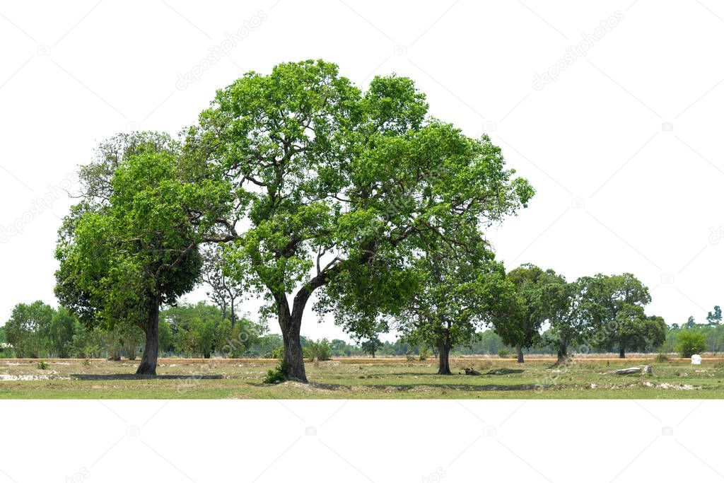 Group of tree isolated on white  background , Suitable for use in architectural design.