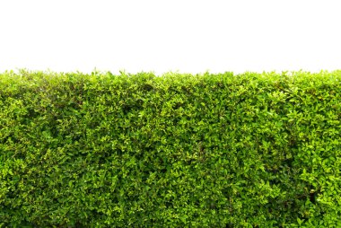 Park ya da bahçe dekoratifi için beyaz zemin üzerinde beton zemin olan yeşil ağaç duvar çiti.