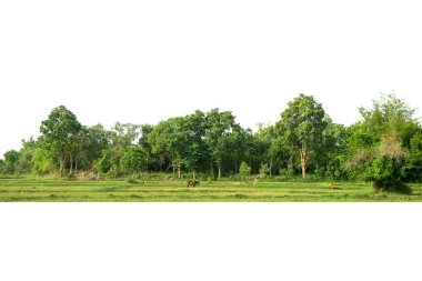 Yüksek çözünürlüklü ağaç hattının görüntüsü beyaz arkaplanda izole edilmiş