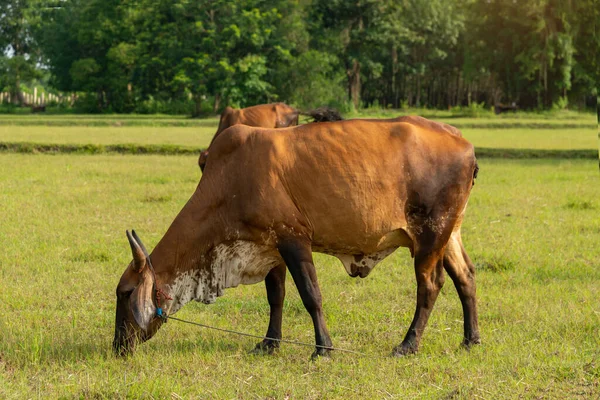 Cows is eating grass in the field, Thai cow on a pasture.