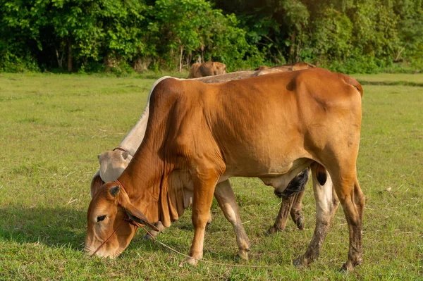 Las Vacas Están Comiendo Hierba Campo Las Vacas Tailandesas Pasto — Foto de Stock