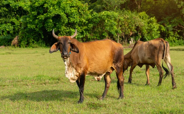 Close Retrato Vaca Fundo Fazenda Vacas Chão Com Agricultura Agrícola — Fotografia de Stock
