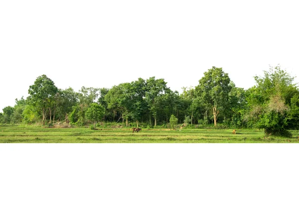 Yüksek çözünürlüklü ağaç hattının görüntüsü beyaz arkaplanda izole edilmiş