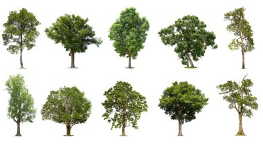 Beyaz arka plandaki izole ağaçlar, ağaç koleksiyonu, dizayn için egzotik tropikal ağaç..