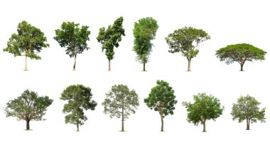 Beyaz arka plandaki izole ağaçlar, ağaç koleksiyonu, dizayn için egzotik tropikal ağaç..