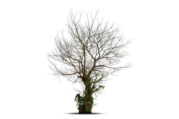 Δέντρο Θανάτου Απομονωμένο Λευκό Φόντο Μονοπάτι Απόληξης — Φωτογραφία Αρχείου