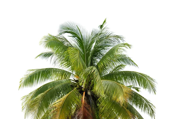 Leaves Coconut Isolated White Background — Stock Photo, Image