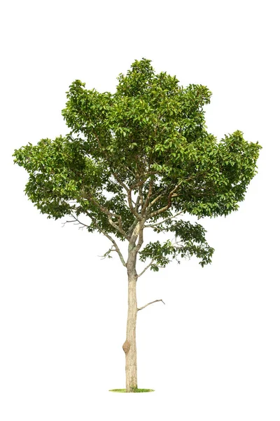 Baum Isolieren Auf Weißem Hintergrund Mit Clipping Pfad — Stockfoto
