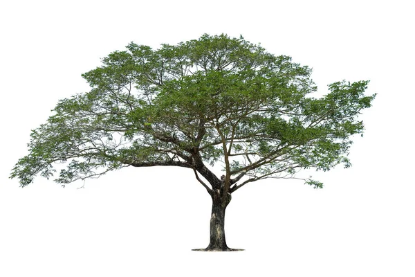 Isolated Green Tree White Background Trees Isolated White Background Tropical — Stock Photo, Image