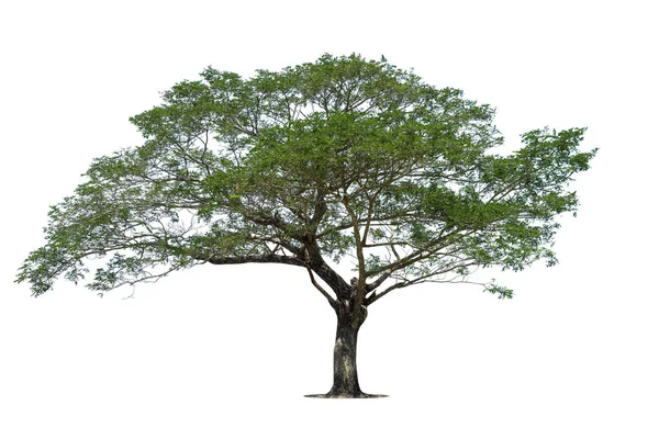 Árbol Verde Aislado Sobre Fondo Blanco Árboles Aislados Sobre Fondo — Foto de Stock