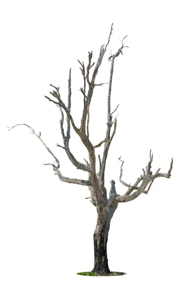 Single Old Dead Tree Isolated White Background — Stock Photo, Image