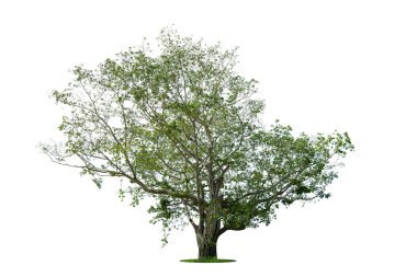 Beyaz arka planda izole ağaçlar, tasarımda, reklamcılıkta ve mimaride kullanılan tropikal ağaçlar.