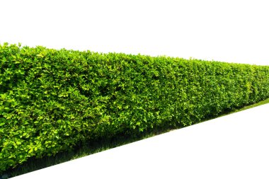 Park ya da bahçe dekoratifi için beyaz zemin üzerinde beton zemin olan yeşil ağaç duvar çiti.