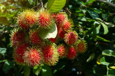 Ağaçta Rambutan, tropik meyve, Rambutan ağacı arka planı, meyve bahçesi, Tayland 'dan Rambutan.