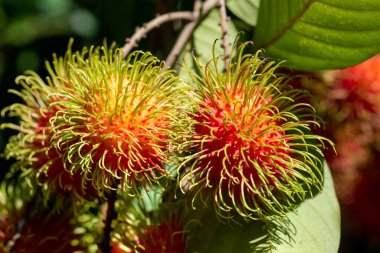 Ağaçta Rambutan, tropik meyve, Rambutan ağacı arka planı, meyve bahçesi, Tayland 'dan Rambutan.