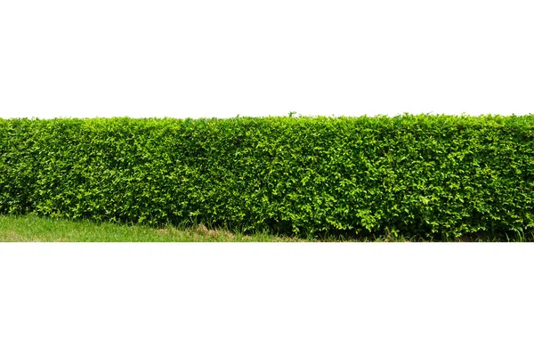 Groene Boommuur Hek Met Betonnen Vloer Geïsoleerd Witte Achtergrond Voor — Stockfoto