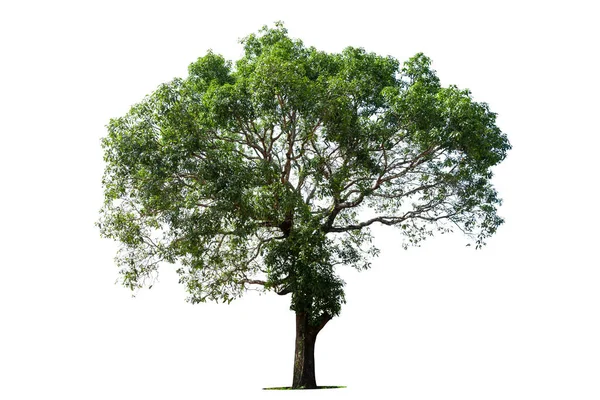白い背景に隔離された木 デザイン 建築に使用される熱帯の木 — ストック写真