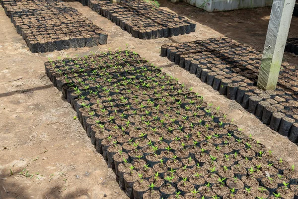 Φυτά Κάνναβης Μέσα Ένα Θερμοκήπιο Hemp Εργοστάσιο Ξεκινά Μέσα Ένα — Φωτογραφία Αρχείου