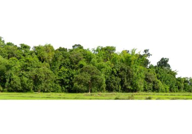 Beyaz, tropikal ağaçlarda izole edilmiş ağaç grubu tasarım, reklam ve mimari için kullanılıyor..