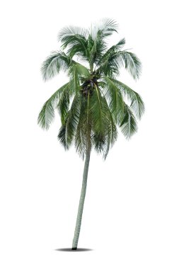 Beyaz arka planda izole edilmiş hindistan cevizi palmiyesi ağacı, Beyaz Arkaplan Karşısında palmiye ağacı.