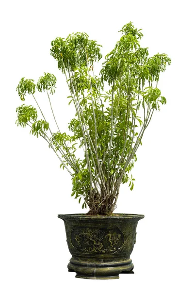 Ornamental Plant Pot Exotic Plants Interior Isolated White Background — Stok fotoğraf