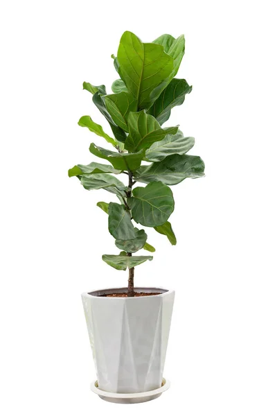 Fiddle Leaf Fig Ficus Lyrata Plant Circle White Pot Isolated — Stok fotoğraf