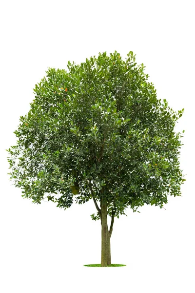 Geïsoleerde Groene Boom Witte Achtergrond Bomen Geïsoleerd Witte Achtergrond Tropische — Stockfoto