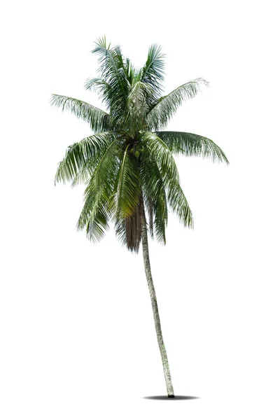 코코넛 야자나무 배경에 분리되어 야자나무 백지를 배경으로 야자나무 — 스톡 사진