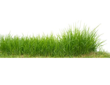 Beyaz arkaplanda yeşil bermuda otları izole edilmiş, yakın plan..