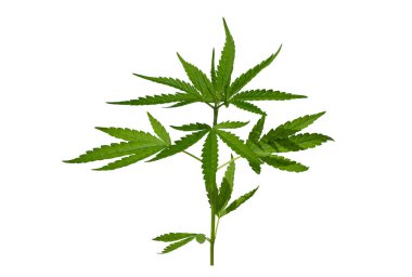 Marihuana, kenevir bitkisini izole edilmiş, kenevir yetiştiren beyaz bir zemin üzerinde bırakır.