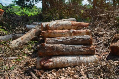 Kış için yakacak odun hazırlıyorum. Yakacak odun geçmişi, ormanda yakacak odun yığınları. Yakacak odun yığını.
