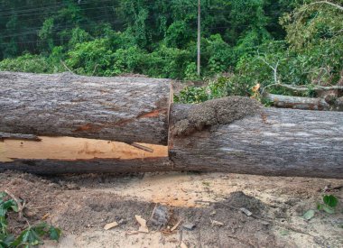 Yeşil ormandaki kesilen ağaçların kütüğü.