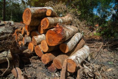 Kış için yakacak odun hazırlıyorum. Yakacak odun geçmişi, ormanda yakacak odun yığınları. Yakacak odun yığını.