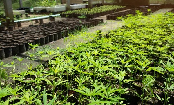 Plantas Cannabis Dentro Uma Estufa Planta Cânhamo Começa Dentro Uma — Fotografia de Stock